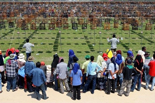 Bird Singing Contest  2010 in Yala Province, Thailand