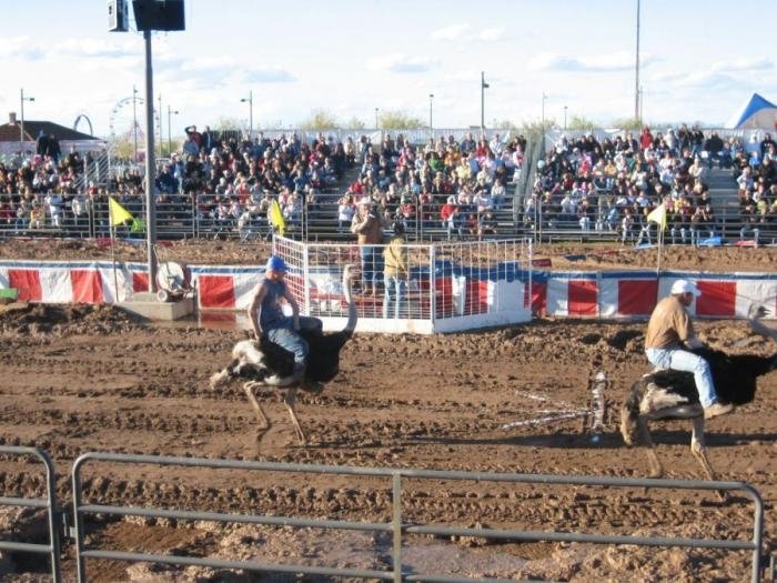 Ostrich festival, Chandler, Arizona