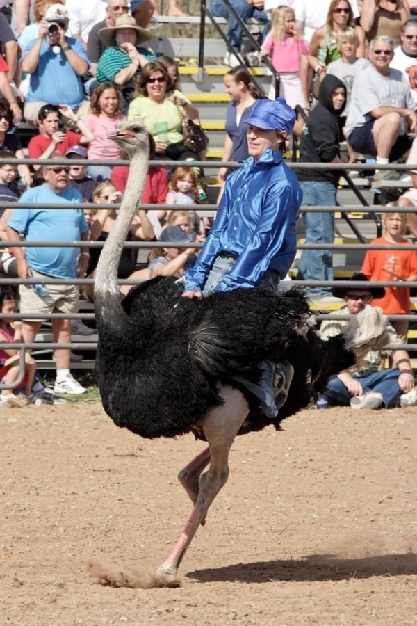 Ostrich festival, Chandler, Arizona