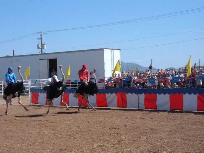 Ostrich festival, Chandler, Arizona