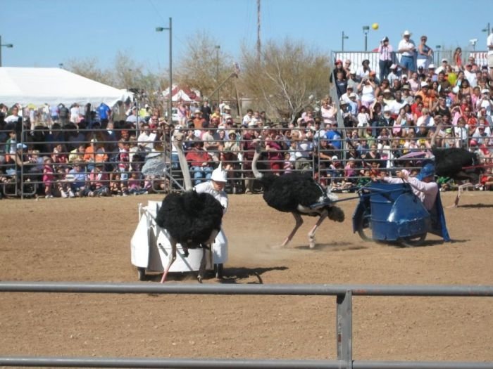 Ostrich festival, Chandler, Arizona