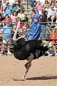 TopRq.com search results: Ostrich festival, Chandler, Arizona