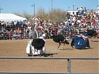 People & Humanity: Ostrich festival, Chandler, Arizona