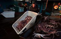 TopRq.com search results: Deadliest catch, Discovery Channel