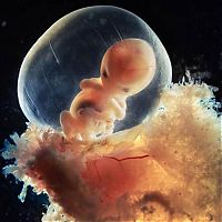 People & Humanity: human embryogenesis, fertilization and fetus development
