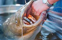 Sport and Fitness: Okie noodling tournament, United States