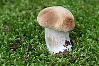 TopRq.com search results: mushrooms