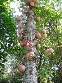 TopRq.com search results: Couroupita Guianensis, Cannonball Tree