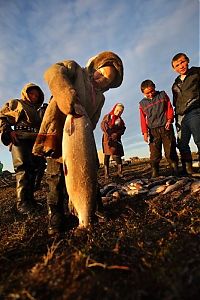 World & Travel: Life of Siberian reindeer herders, Yamal, Russia.