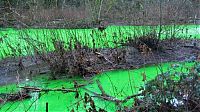 World & Travel: Fluorescein dumped into Goldstream River, British Columbia, Canada