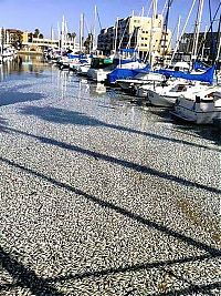 World & Travel: Millions of dead fish, King Harbor, Redondo Beach, California, United States