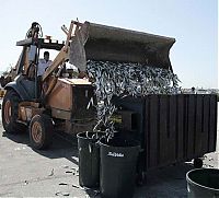 World & Travel: Millions of dead fish, King Harbor, Redondo Beach, California, United States