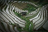 TopRq.com search results: paddy fields, rice terraces