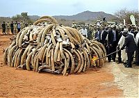 TopRq.com search results: Ivory tusks burned, Kenya