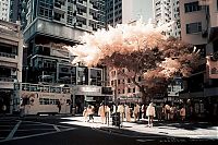 TopRq.com search results: Infrared photography, Hong Kong, China