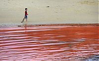 TopRq.com search results: Red algae beach, Sydney, Australia