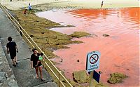 TopRq.com search results: Red algae beach, Sydney, Australia