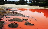 World & Travel: Red algae beach, Sydney, Australia