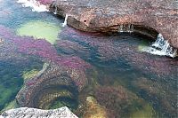 TopRq.com search results: Caño Cristales, The River of Five Colors, Serrania de la Macarena, Meta, Colombia