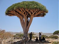 TopRq.com search results: Socotra archipelago, Republic of Yemen, Indian Ocean