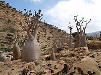 TopRq.com search results: Socotra archipelago, Republic of Yemen, Indian Ocean