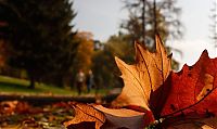 TopRq.com search results: autumn world