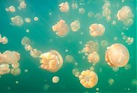 TopRq.com search results: Jellyfish Lake, Eil Malk island, Palau, Pacific Ocean