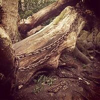 TopRq.com search results: Chained Oak, Alton village, Staffordshire, England, United Kingdom