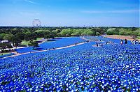 World & Travel: Hitachi Seaside Park, Hitachinaka, Ibaraki, Japan