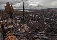 TopRq.com search results: Tasmania island fire, Commonwealth of Australia, South Pacific Ocean