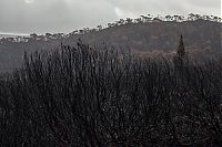 TopRq.com search results: Tasmania island fire, Commonwealth of Australia, South Pacific Ocean