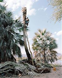 World & Travel: Palm wine toddy collectors at work, Democratic Republic of the Congo, Africa