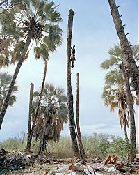 World & Travel: Palm wine toddy collectors at work, Democratic Republic of the Congo, Africa