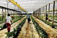 TopRq.com search results: Greenhouse structures, Almería, Andalucía, Spain